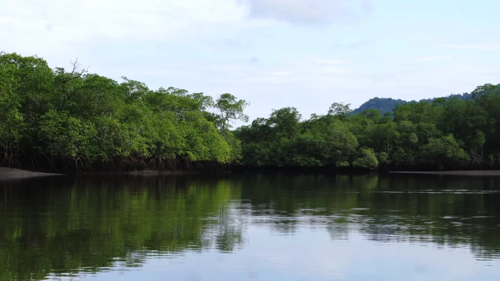 Aerial view of canoes on the mangrove channel, wildlife tour, Guanacaste, Costa Rica