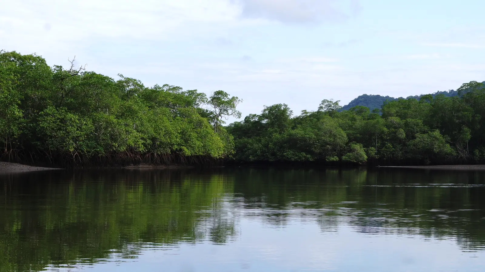 Mangrove channel on the Playa Grande estuary, Guanacaste