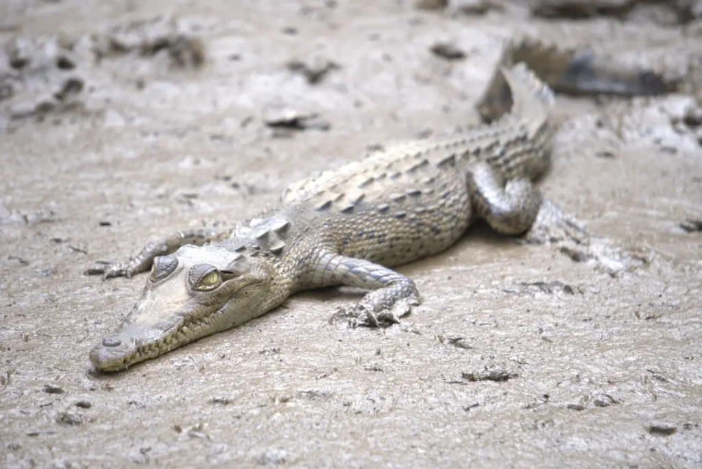Crocodile on the mudbank in the mangroves, canoe wildlife tour, Guanacaste, Costa Rica