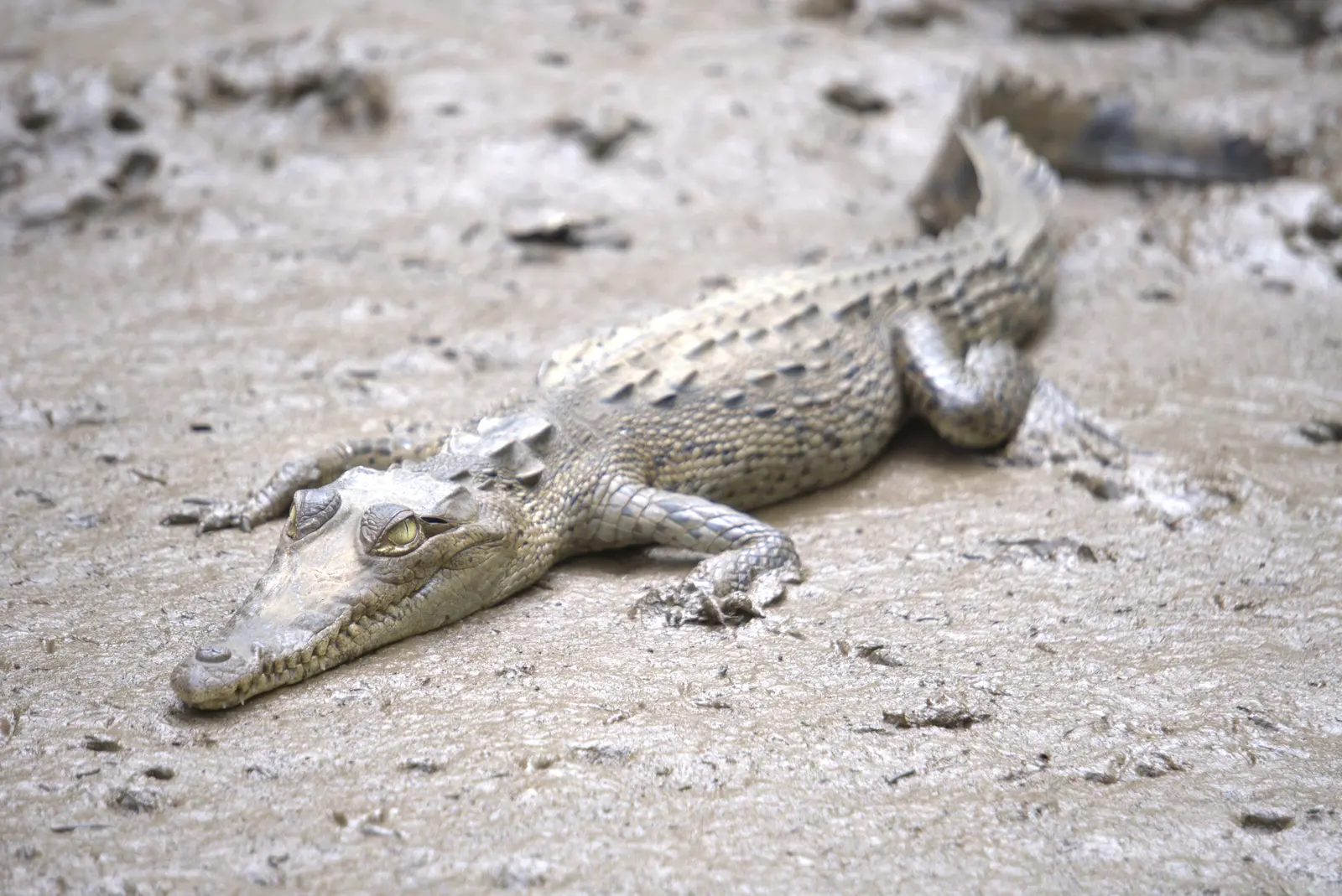 Crocodile on the mudbank in the mangroves, Playa Grande, Guanacaste