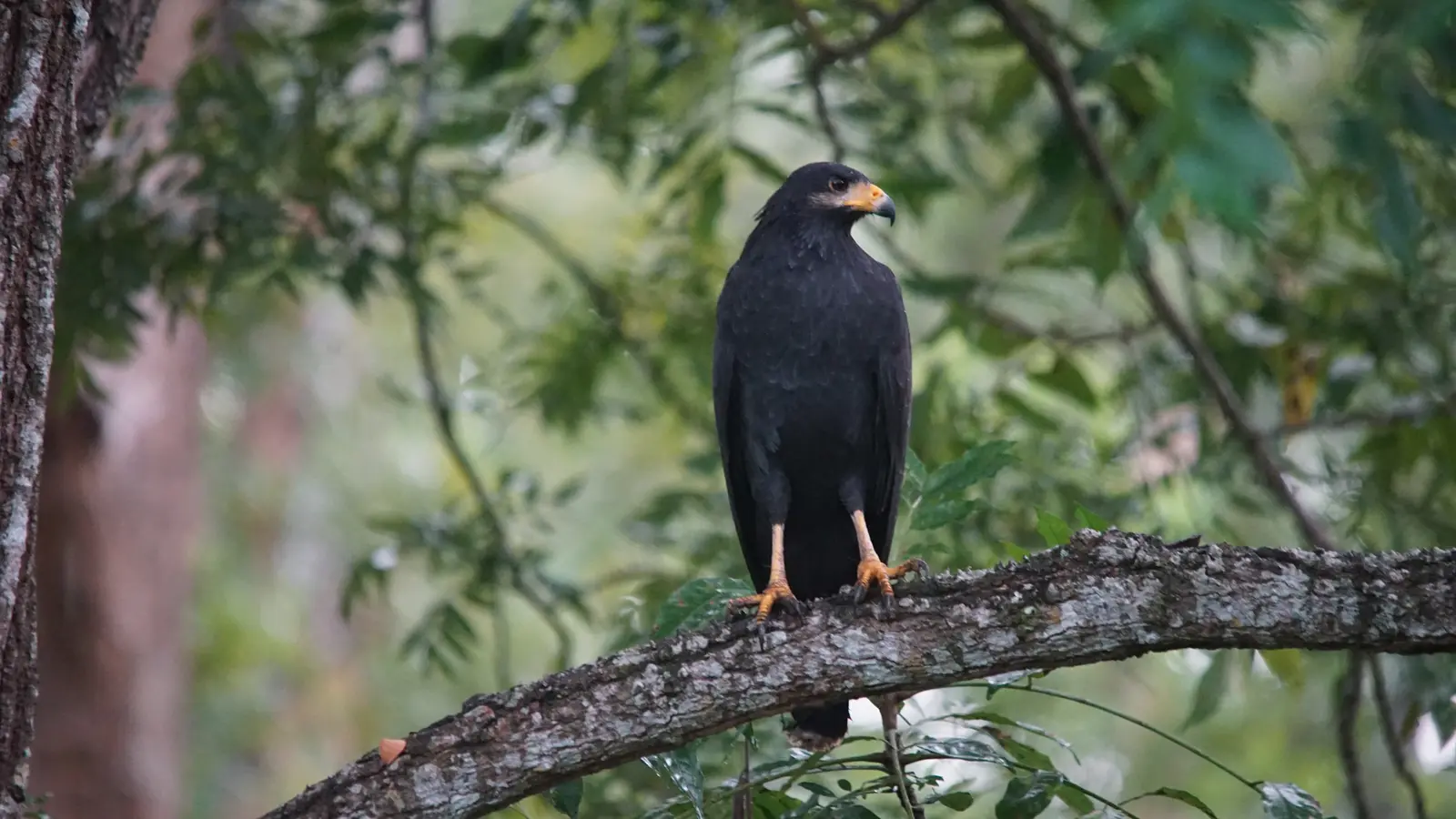 Common black hawk perched in the mangroves, Playa Grande, Guanacaste
