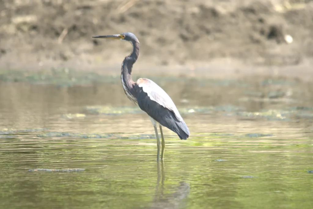 Tricolored heron in the mangrove estuary, canoe wildlife tour, Guanacaste, Costa Rica