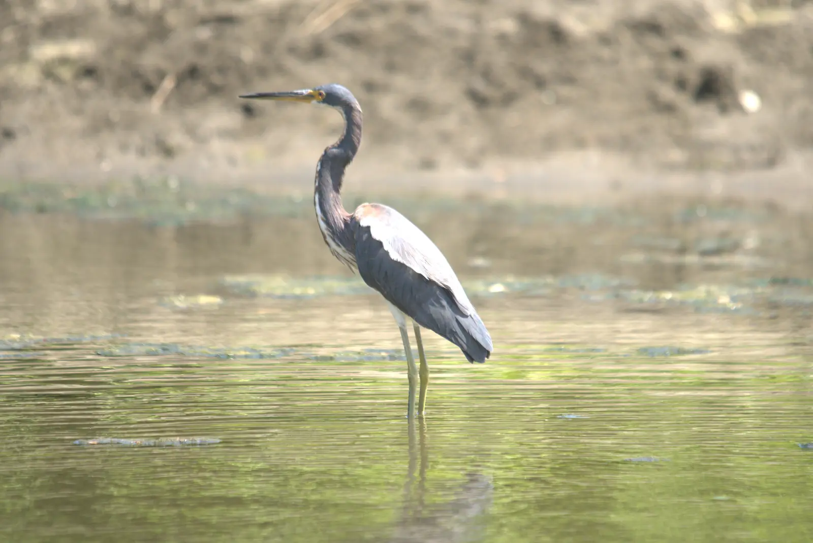Tricolored heron in the mangrove estuary, Playa Grande, Guanacaste