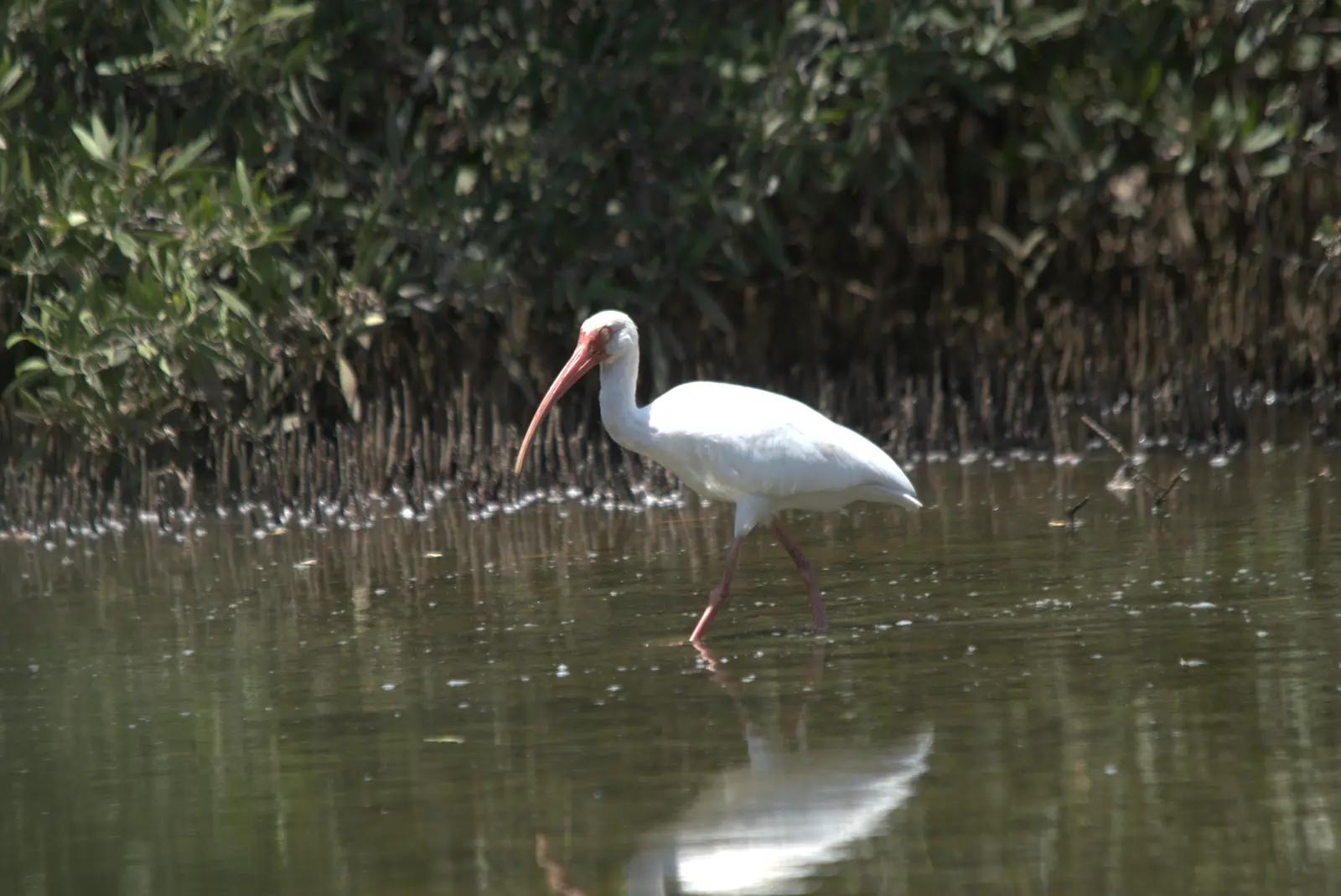 White ibis wading in the mangrove estuary, Playa Grande, Guanacaste
