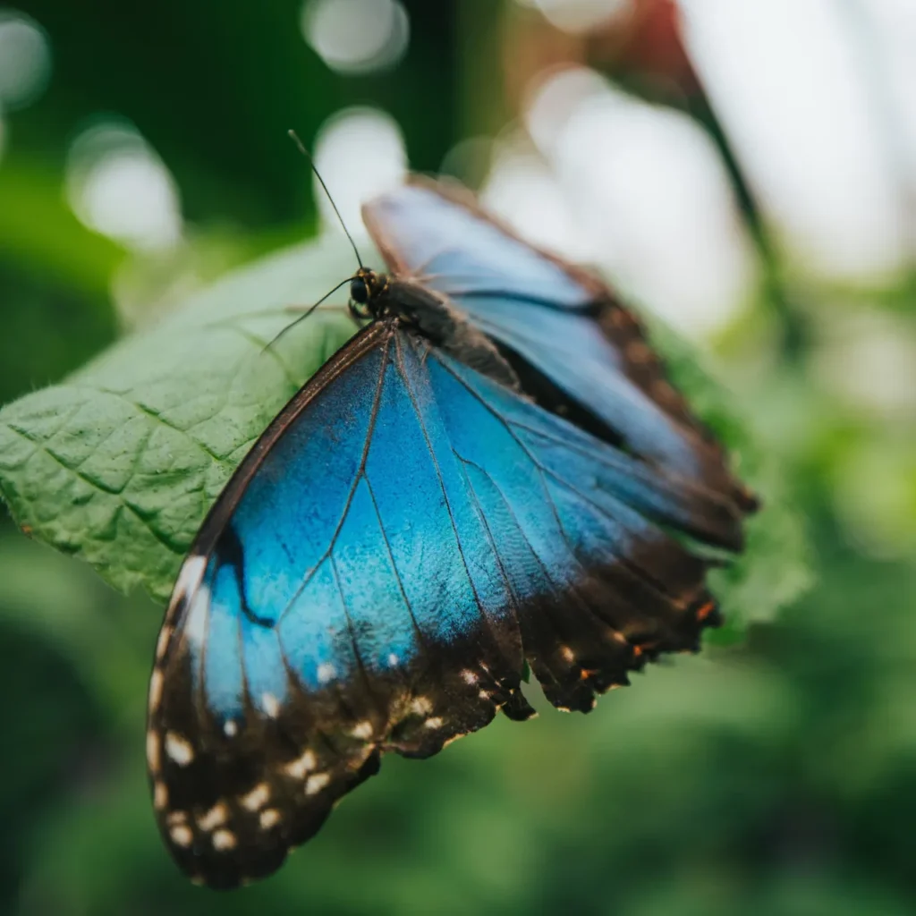 Blue morpho butterfly resting on a leaf in the Monteverde cloud forest butterfly garden