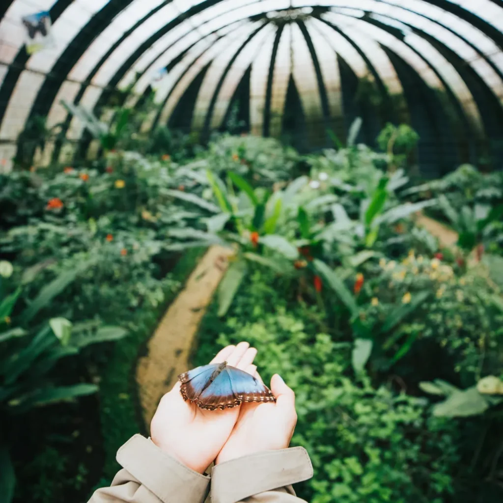 Visitor holding a blue morpho on the path inside the domed Monteverde butterfly garden
