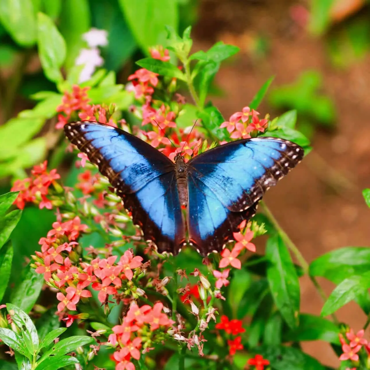 Butterfly Garden at Monteverde