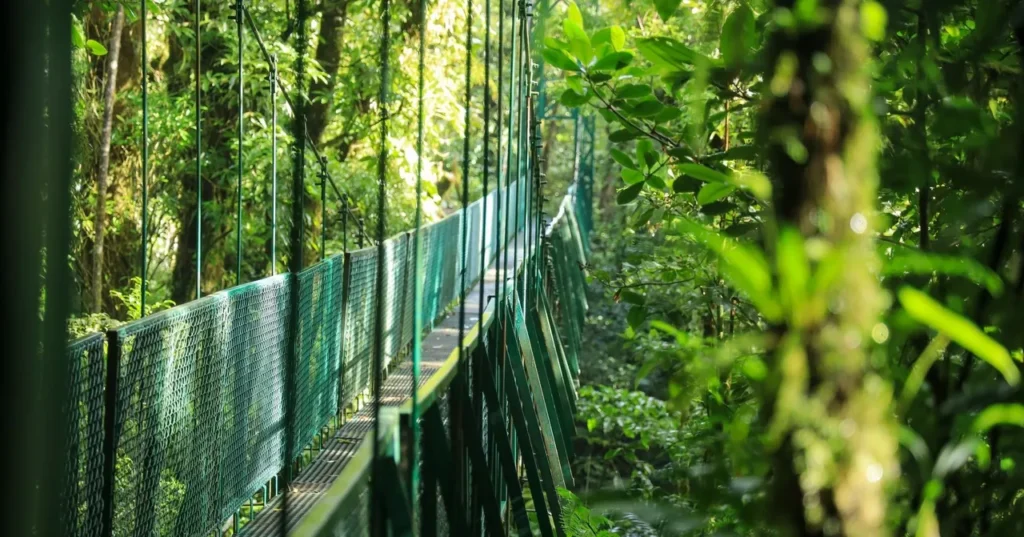 Hanging bridge leading through the green Monteverde cloud forest