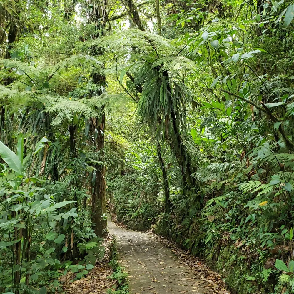 Forest trail lined with tree ferns in the Monteverde cloud forest