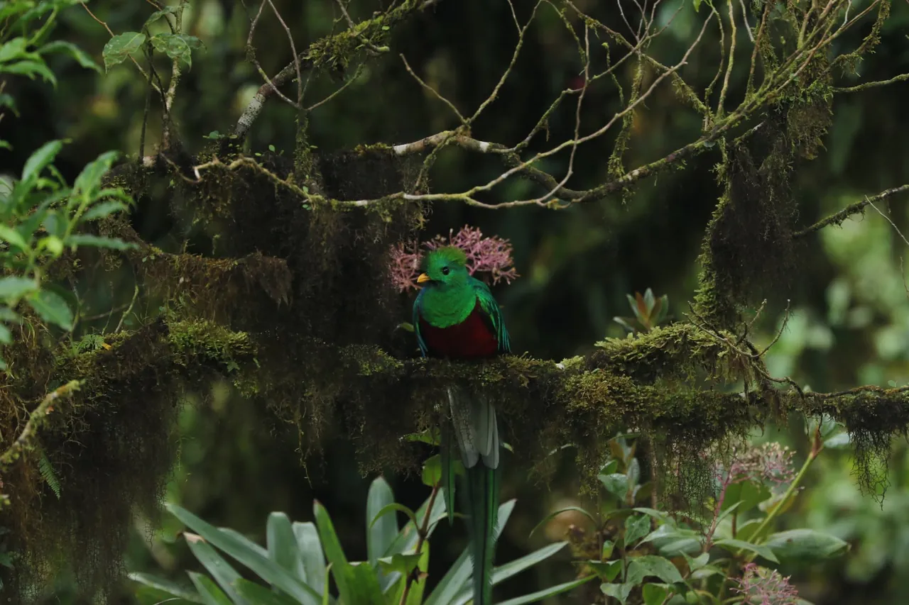 Resplendent Quetzal at Monteverde, Costa Rica