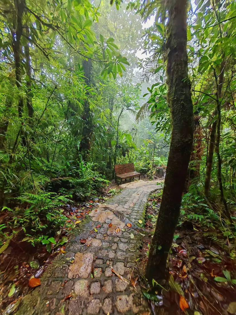 Trail through the Monteverde cloud forest, Costa Rica