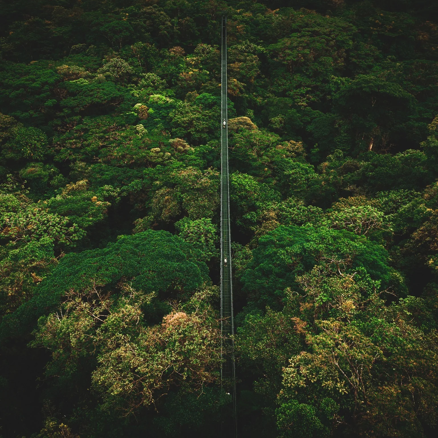 Hanging Bridges from above at Monteverde, Costa Rica