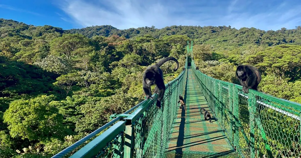 Howler Monkeys at Monteverde, Costa Rica