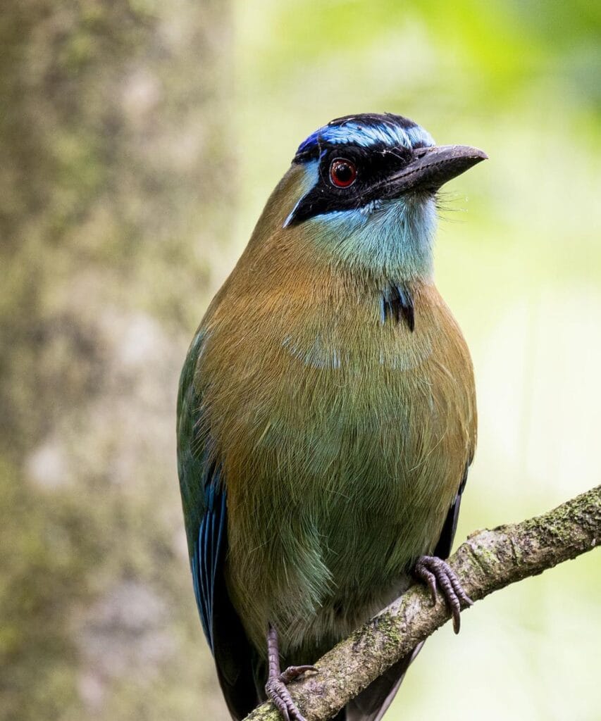 Lesson's motmot in the rainforest understory on a birding photography tour at Tenorio, Costa Rica