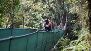 Naturalist guide on a canopy bridge, Tenorio, Costa Rica
