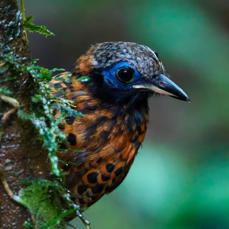Ocellated antbird spotted on a hanging bridges birding tour in the Tenorio rainforest, Costa Rica