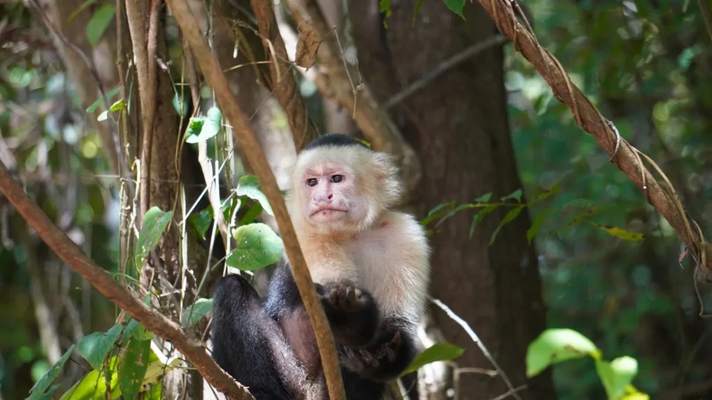 White-faced capuchin monkey, Palo Verde wildlife tour, Guanacaste, Costa Rica