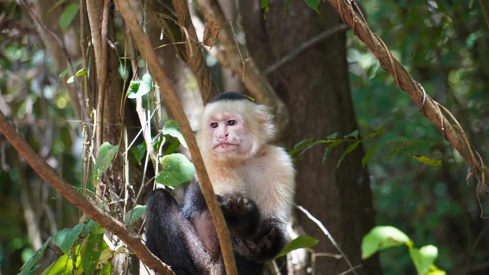 Capuchin Monkey at Palo Verde, Guanacaste