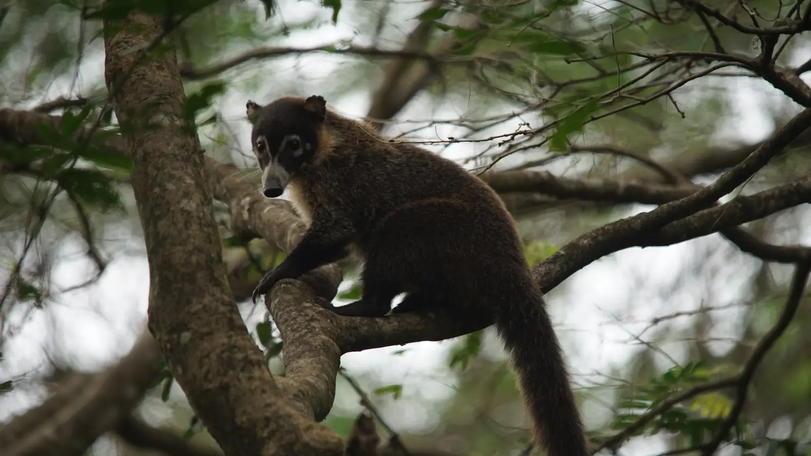 Coati at Palo Verde, Guanacaste