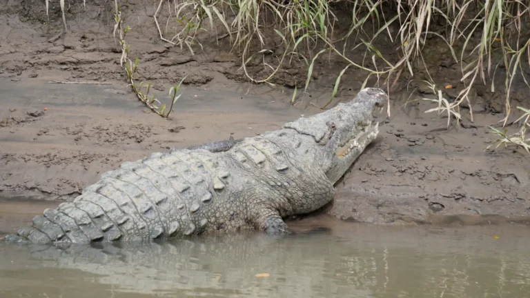 Crocodile on the Tempisque River during a private Palo Verde river safari in Guanacaste, Costa Rica