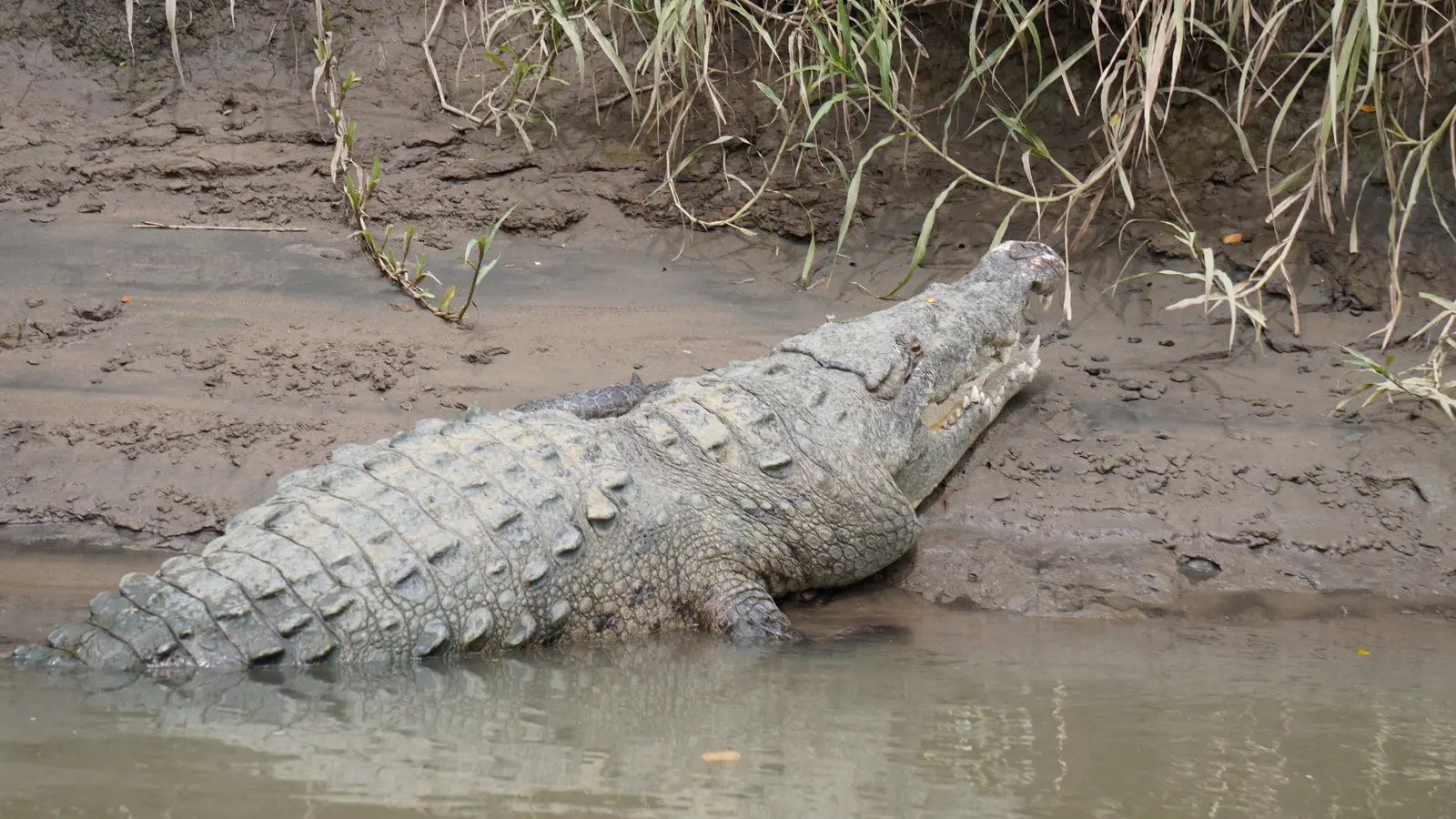 American crocodile on the Tempisque River, Palo Verde, Guanacaste