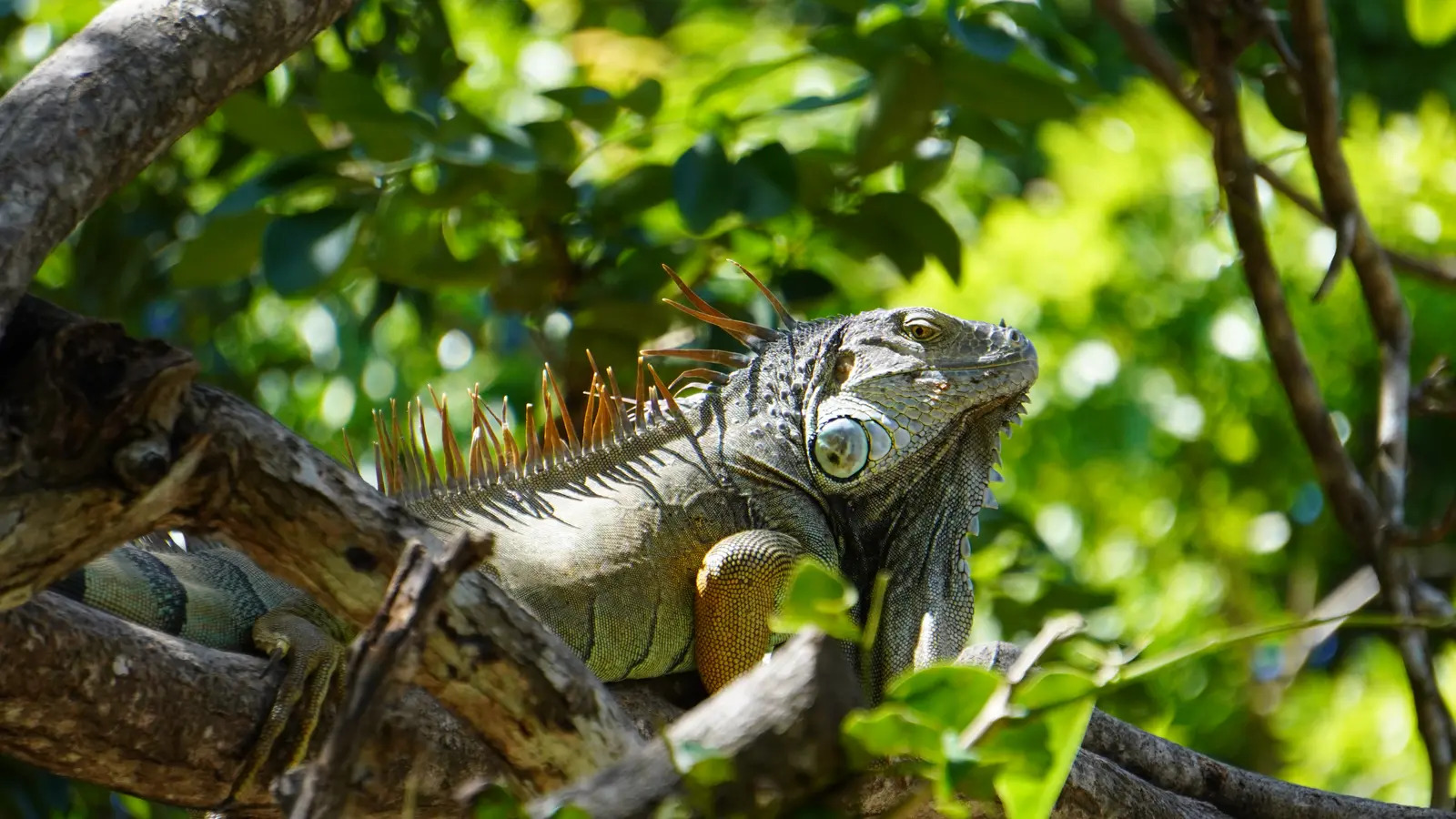 Green Iguana at Palo Verde, Guanacaste