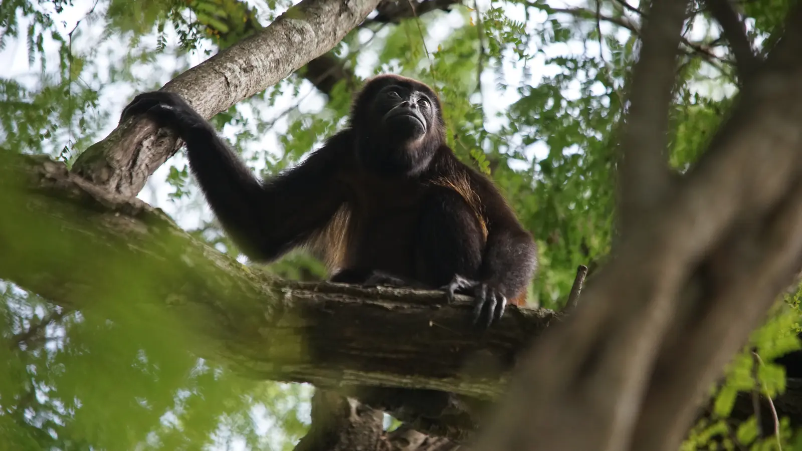Howler Monkey at Palo Verde, Guanacaste