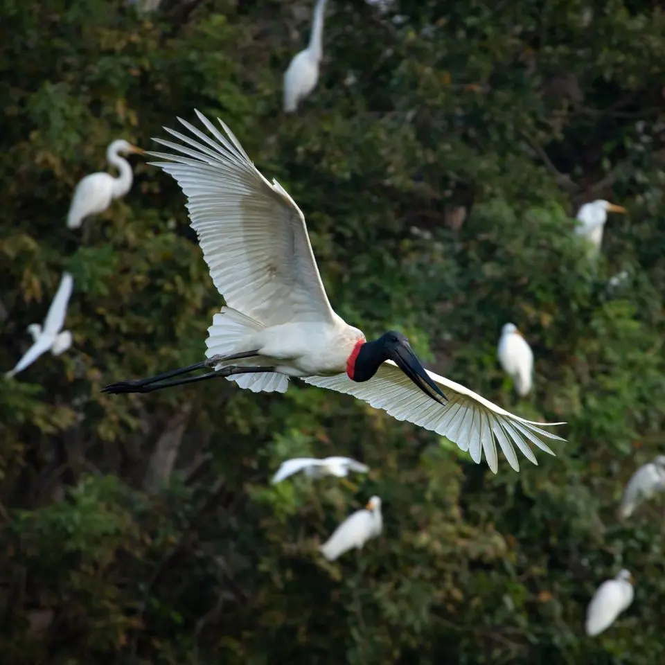 Jabiru stork in flight over Palo Verde wetlands, birding tour, Guanacaste, Costa Rica