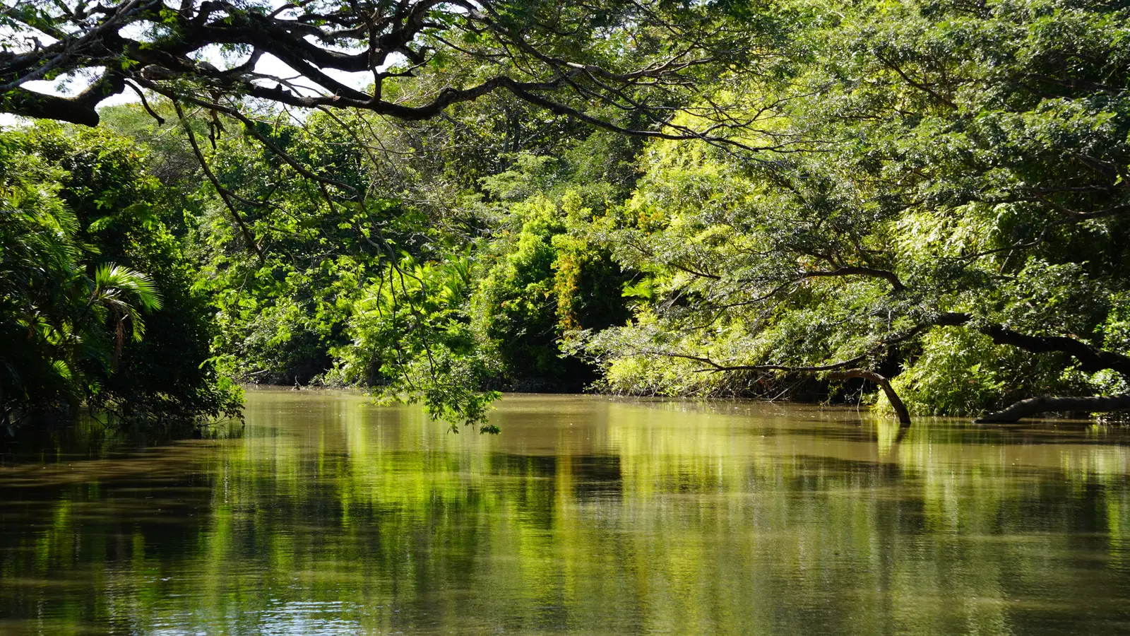 Tempisque Gallery Forest at Palo Verde, Guanacaste