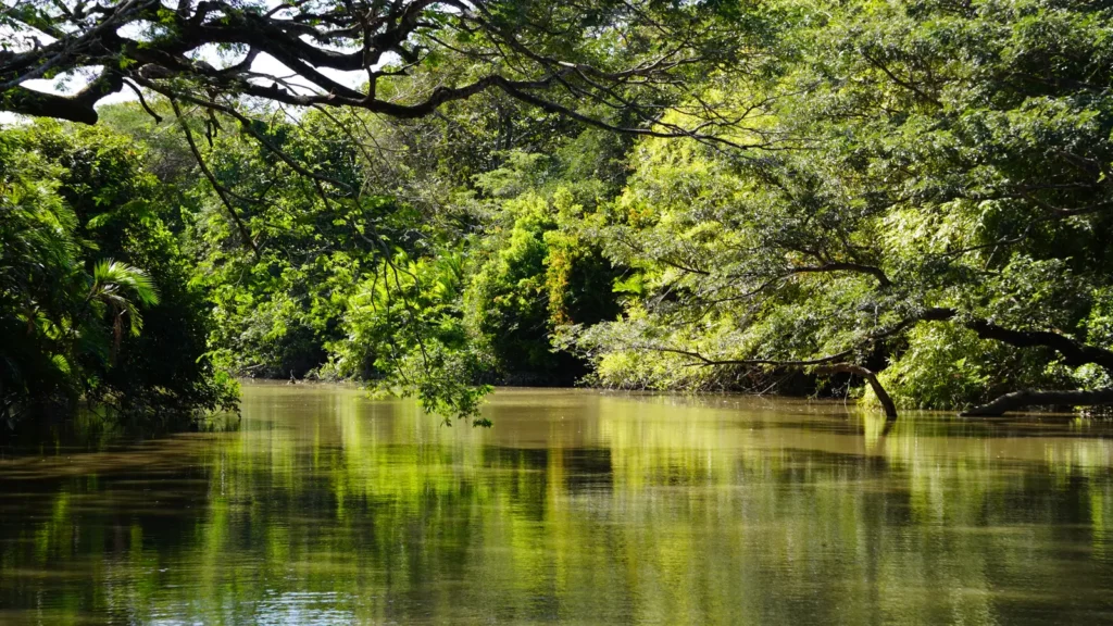 Tempisque River framed by gallery forest, Palo Verde tour, Guanacaste, Costa Rica