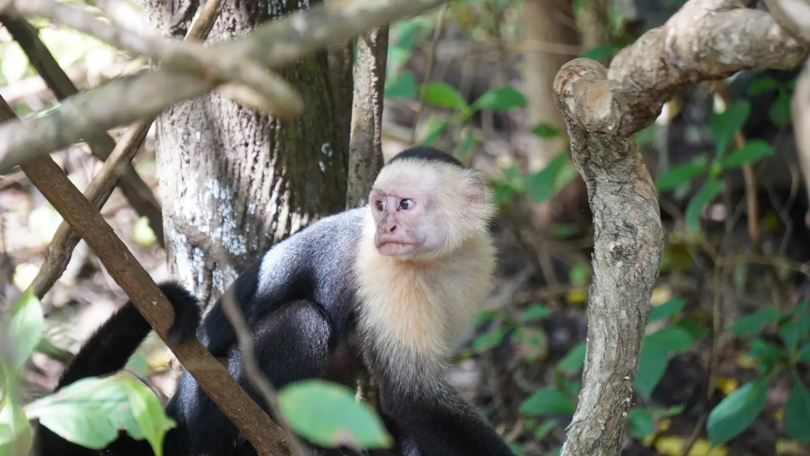 White Faced Monkey at Palo Verde, Guanacaste