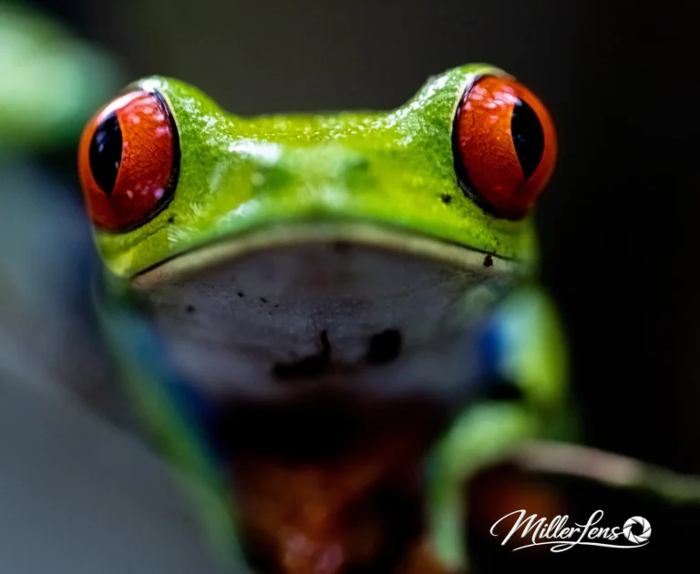 Macro photo of a red-eyed tree frog in the Costa Rica rainforest