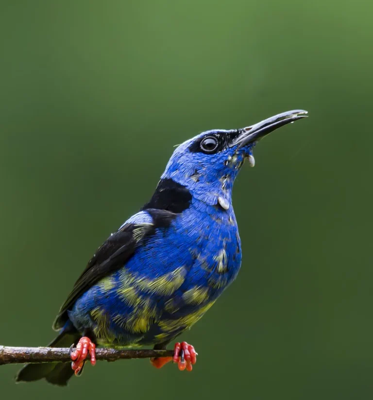 Red-legged honeycreeper perched on a branch, Costa Rica