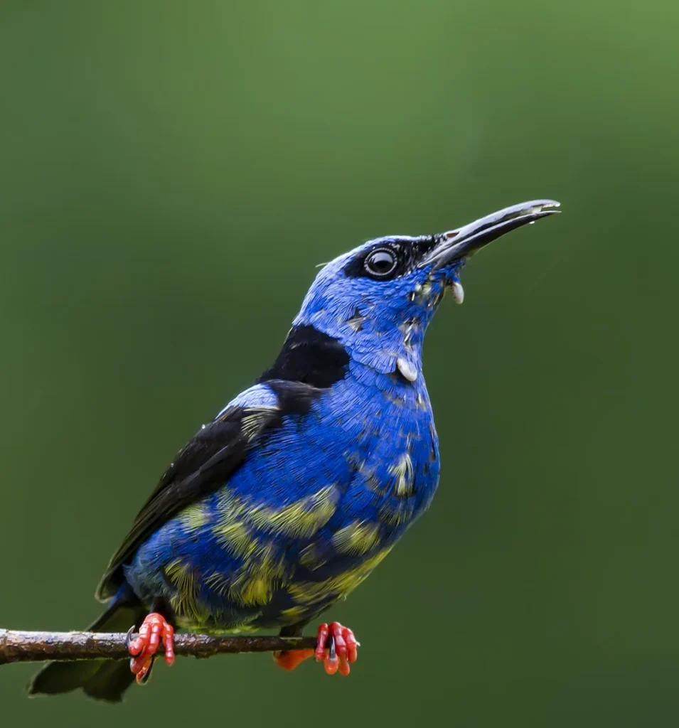 Red-legged honeycreeper perched on a branch, Costa Rica