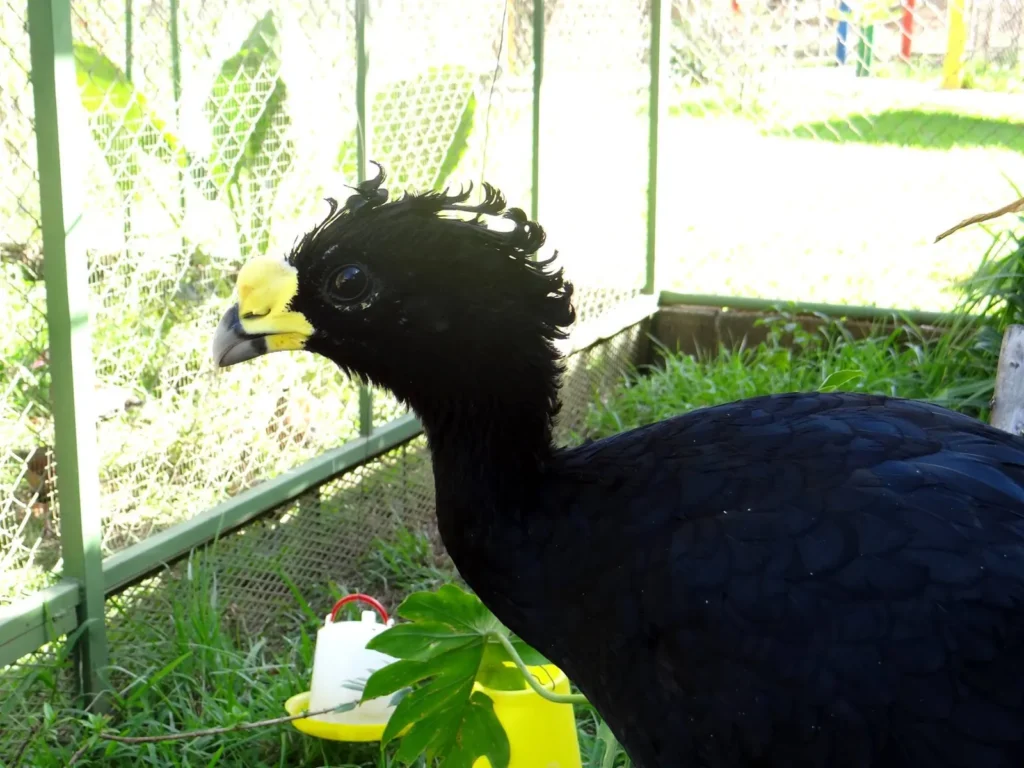 Rescued great curassow at the Congo Trail wildlife rescue center, Sardinal, Guanacaste, Costa Rica