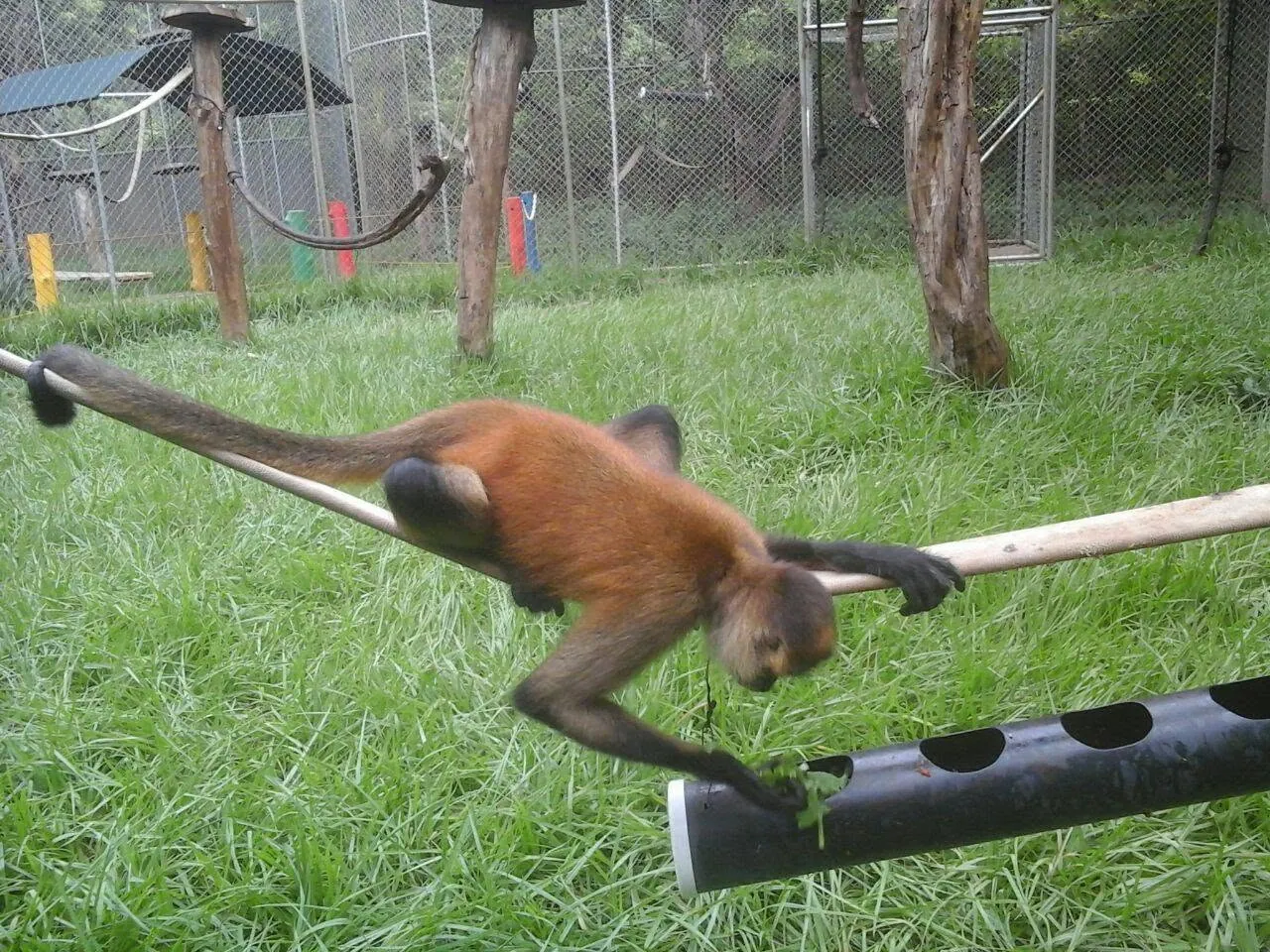 Rescued monkey moving through its enclosure at the Congo Trail wildlife rescue center, Guanacaste, Costa Rica