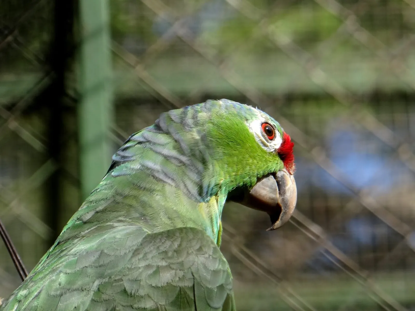 Rescued green parrot at the Congo Trail wildlife rescue center, Sardinal, Guanacaste, Costa Rica