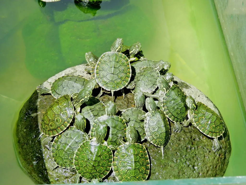Rescued turtles in a pond at the Congo Trail wildlife rescue center, Guanacaste, Costa Rica
