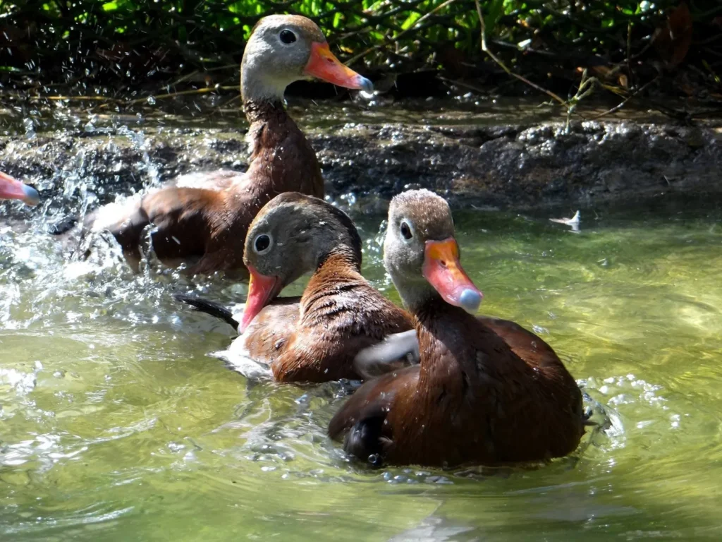 Rescued black-bellied whistling ducks in the water at the Congo Trail wildlife rescue center, Guanacaste
