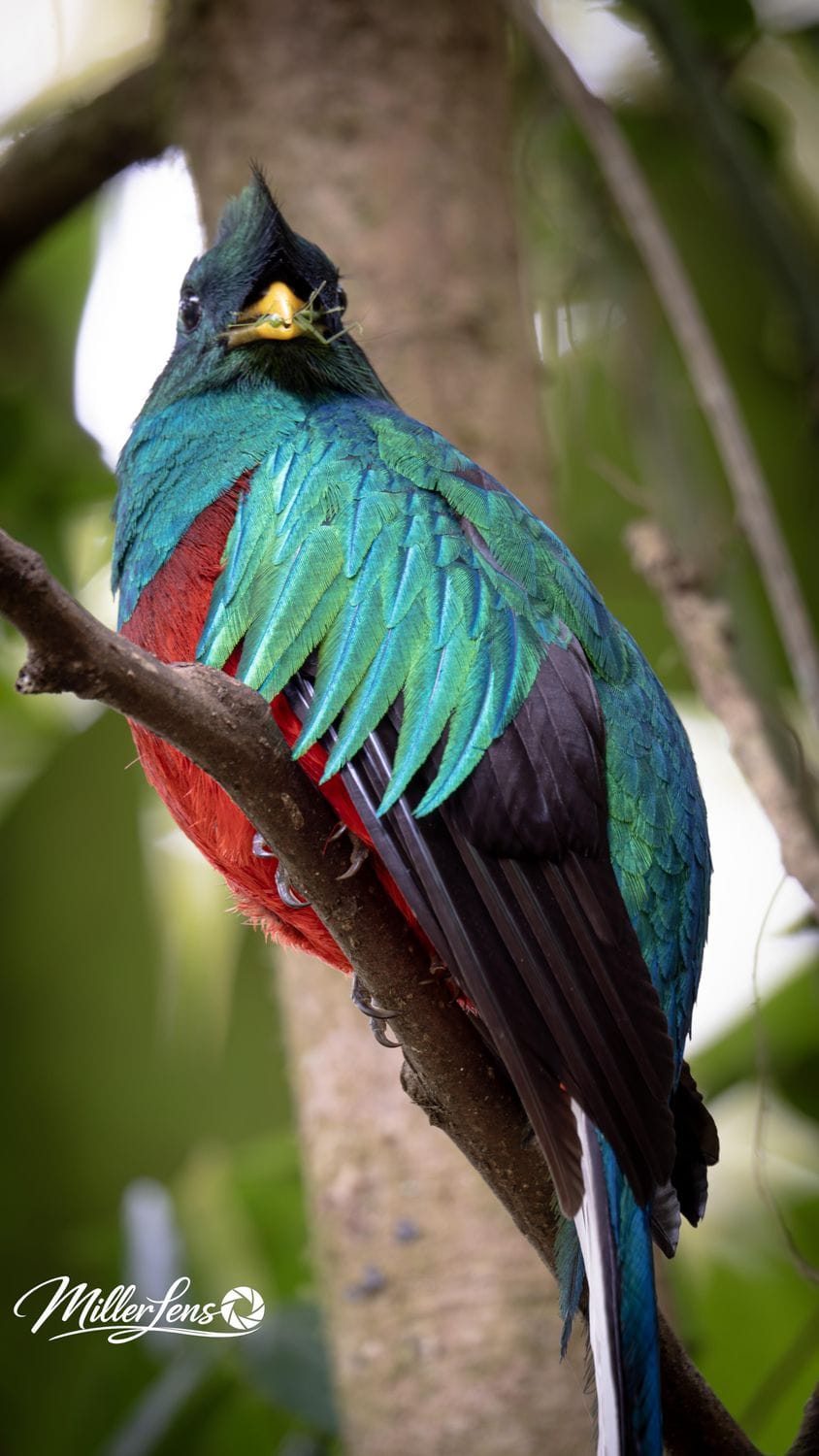 Resplendent quetzal feeding on wild avocado fruit in the cloud forest