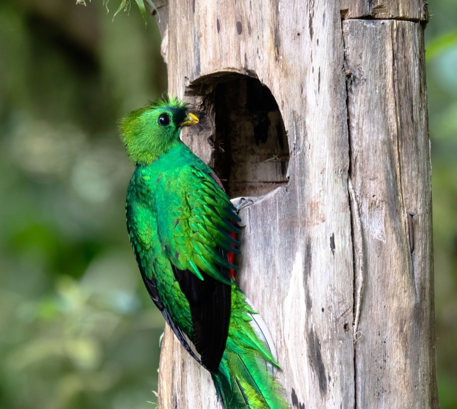 Resplendent quetzal at its nest on a cloud forest birding tour, Costa Rica
