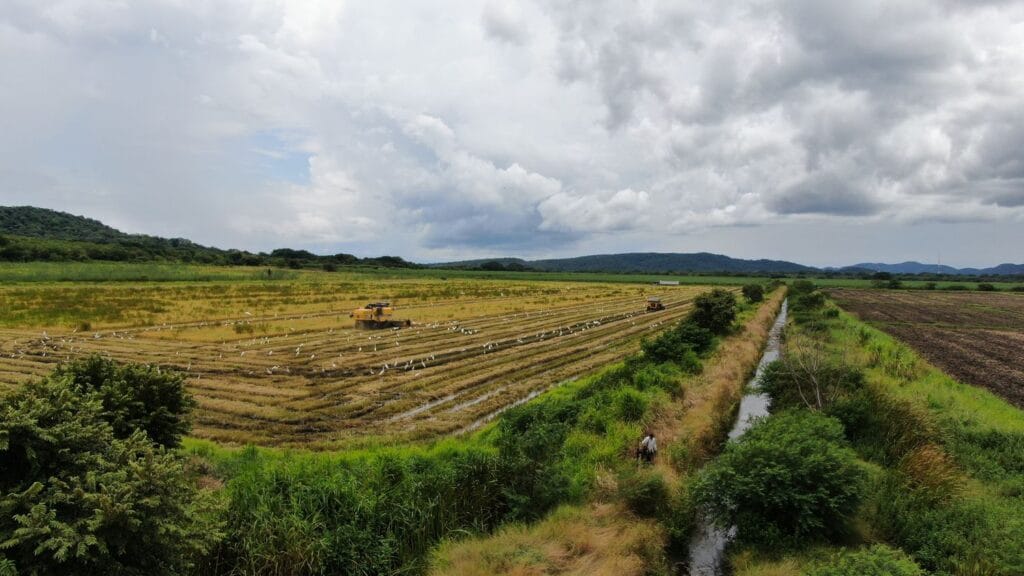 Aerial view of egrets following the rice harvest in the Tempisque on a birding tour in Guanacaste, Costa Rica