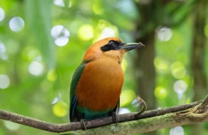 Rufous motmot photographed near Tenorio