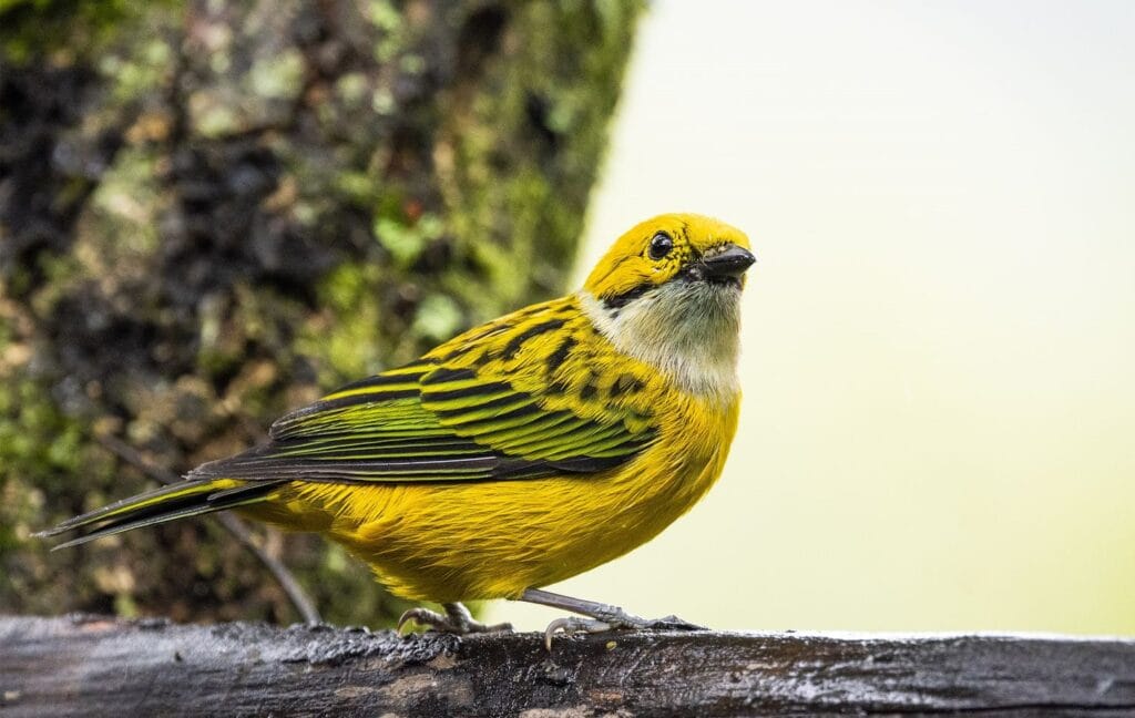 Silver-throated tanager perched in the cloud forest on a birding tour in Costa Rica