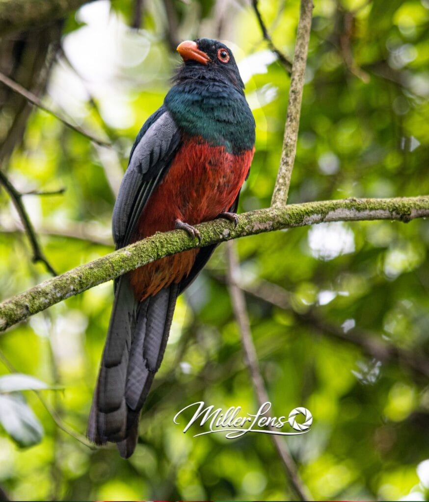 Slaty-tailed trogon perched in the rainforest on a birding tour at Tenorio, Costa Rica