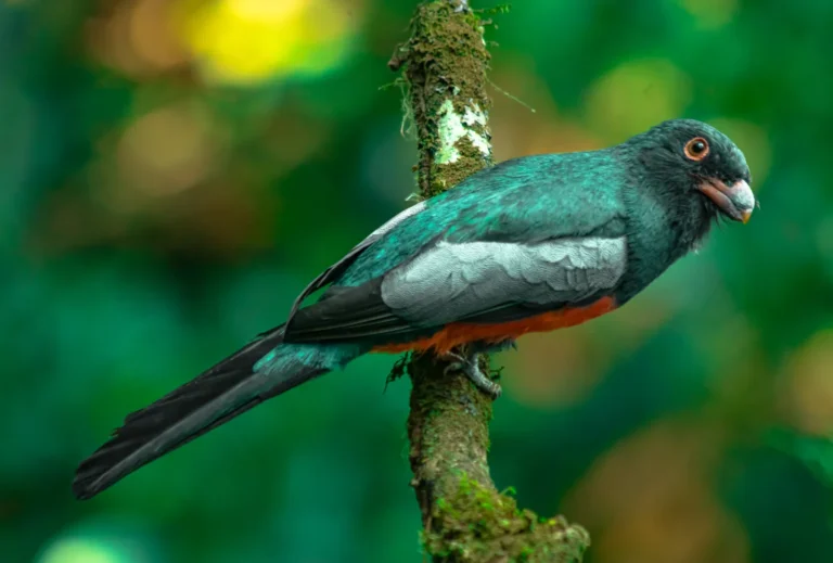 Slaty-tailed trogon perched in the rainforest, Tenorio, Costa Rica