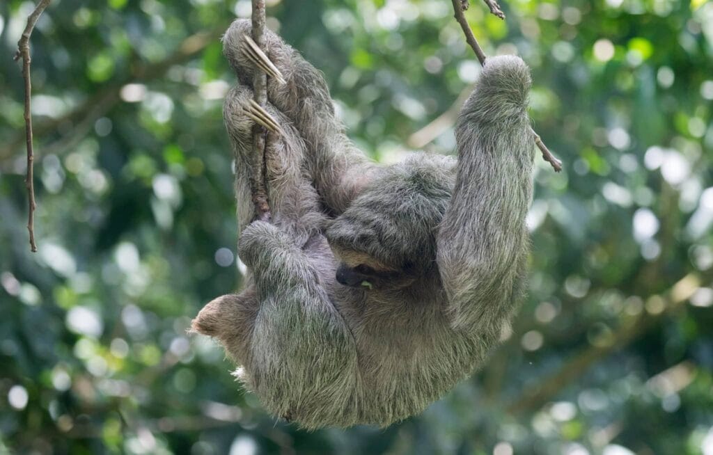 sloth and wildlife tour in Guanacaste Costa Rica