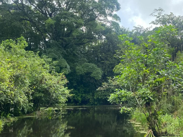 Still rainforest lagoon reflecting the forest canopy in a private reserve in the Tenorio rainforest, Costa Rica