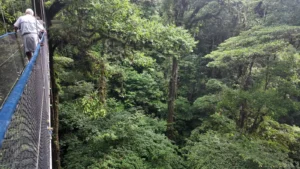 Suspension bridge in the Tenorio rainforest canopy, Costa Rica