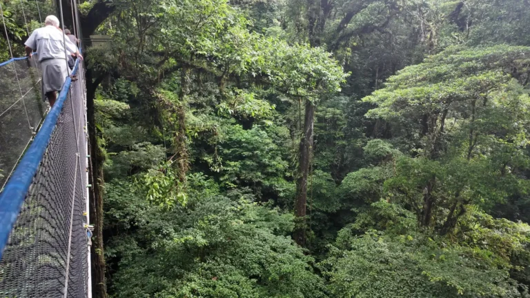 Suspension bridge through the rainforest canopy on a Tenorio hanging bridges tour, Costa Rica